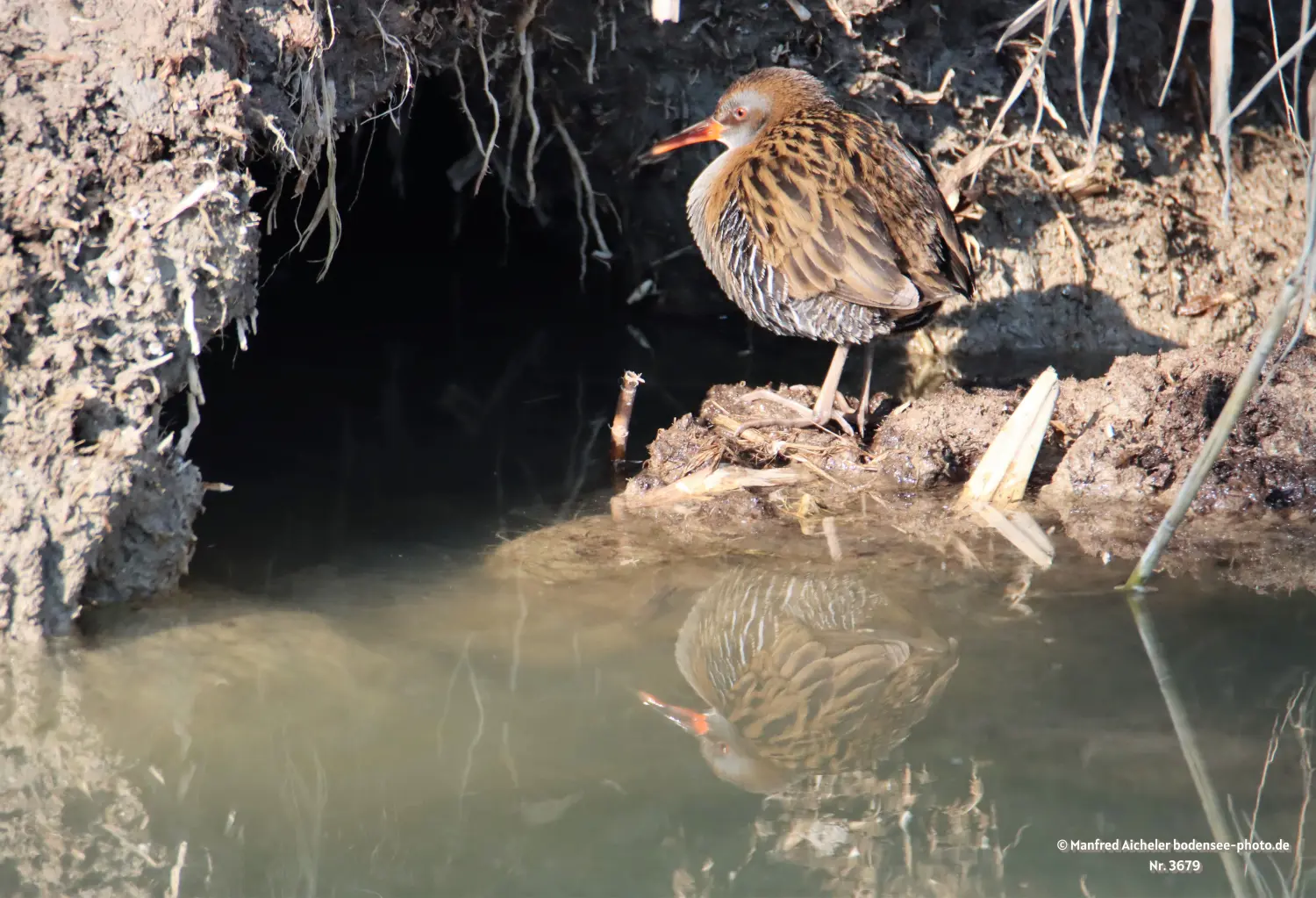 Naturfotografie - Manfred Aicheler -  Wasser- und Feuchtgebiete - Höhepunkte der Vögel