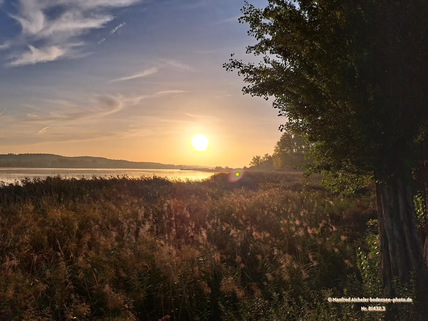Naturfotografie - Manfred Aicheler - Bodensee - Markelfinger Winkel-Gnadensee