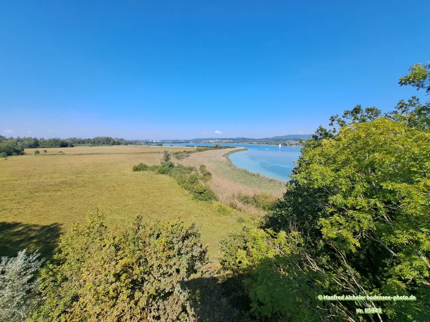 Naturfotografie - Manfred Aicheler - Bodensee - Markelfinger Winkel-Gnadensee