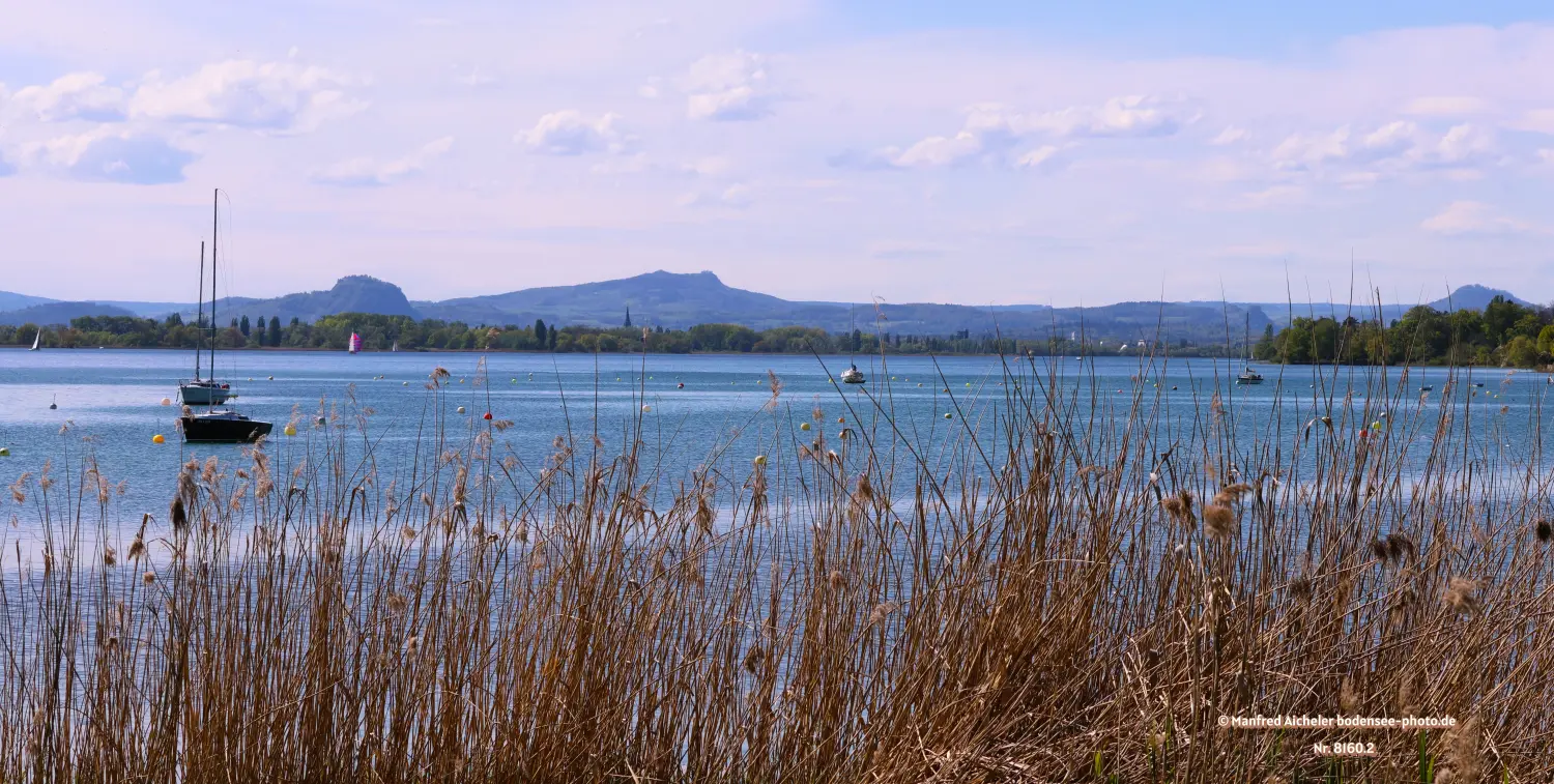 Naturfotografie - Manfred Aicheler - Bodensee - Markelfinger Winkel-Gnadensee