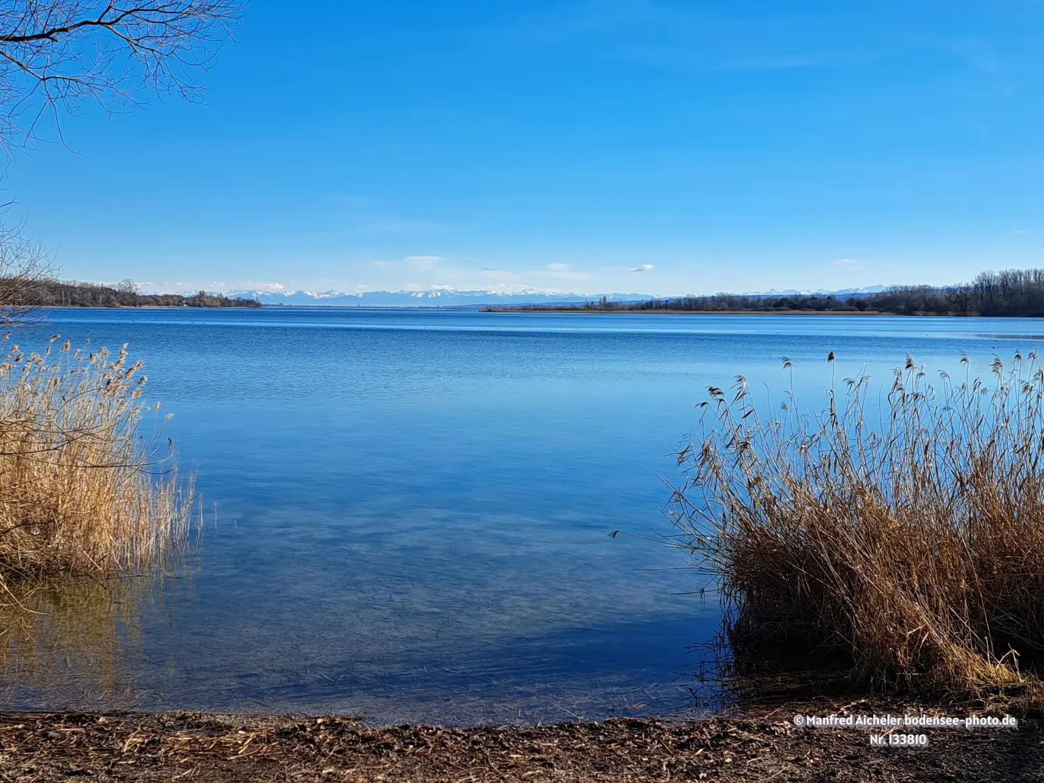 Naturfotografie - Manfred Aicheler - Bodensee - Markelfinger Winkel-Gnadensee