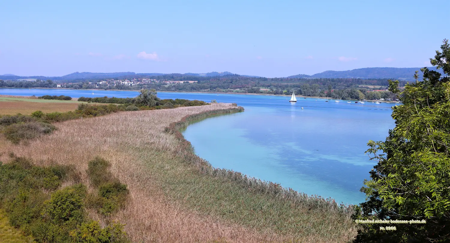 Naturfotografie - Manfred Aicheler - Bodensee - Markelfinger Winkel-Gnadensee