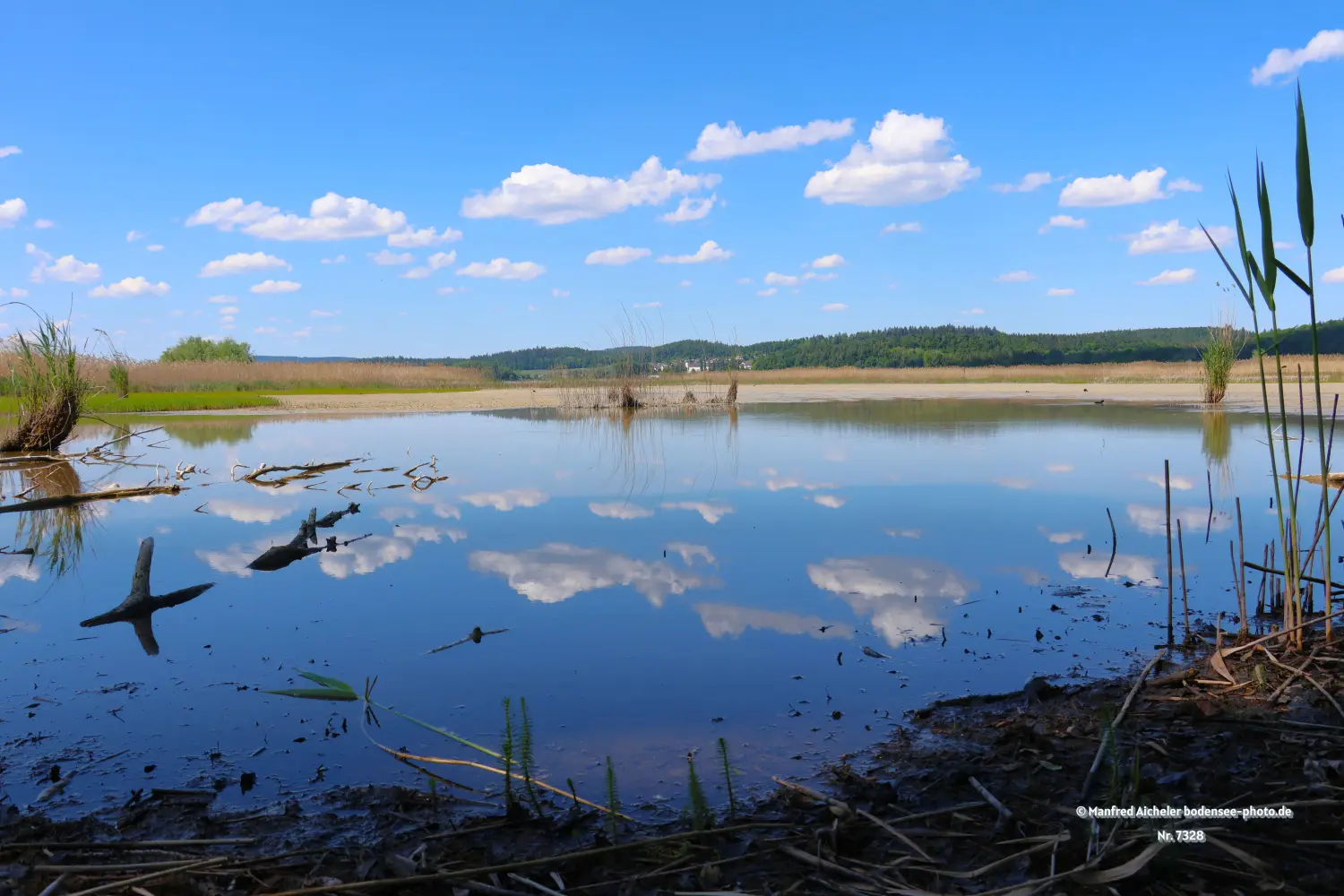 Naturfotografie - Manfred Aicheler - Bodensee - Markelfinger Winkel-Gnadensee