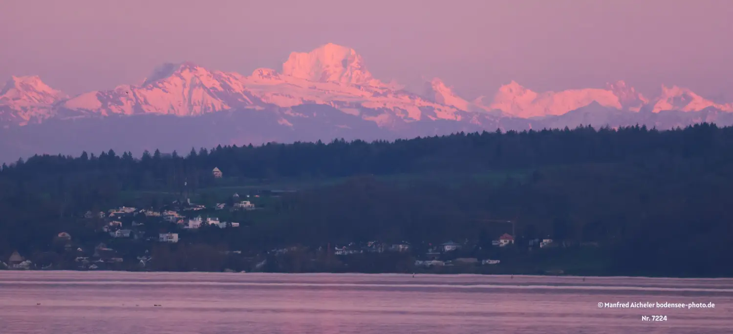 Naturfotografie - Manfred Aicheler - Bodensee -  Rheinsee-Seerhein