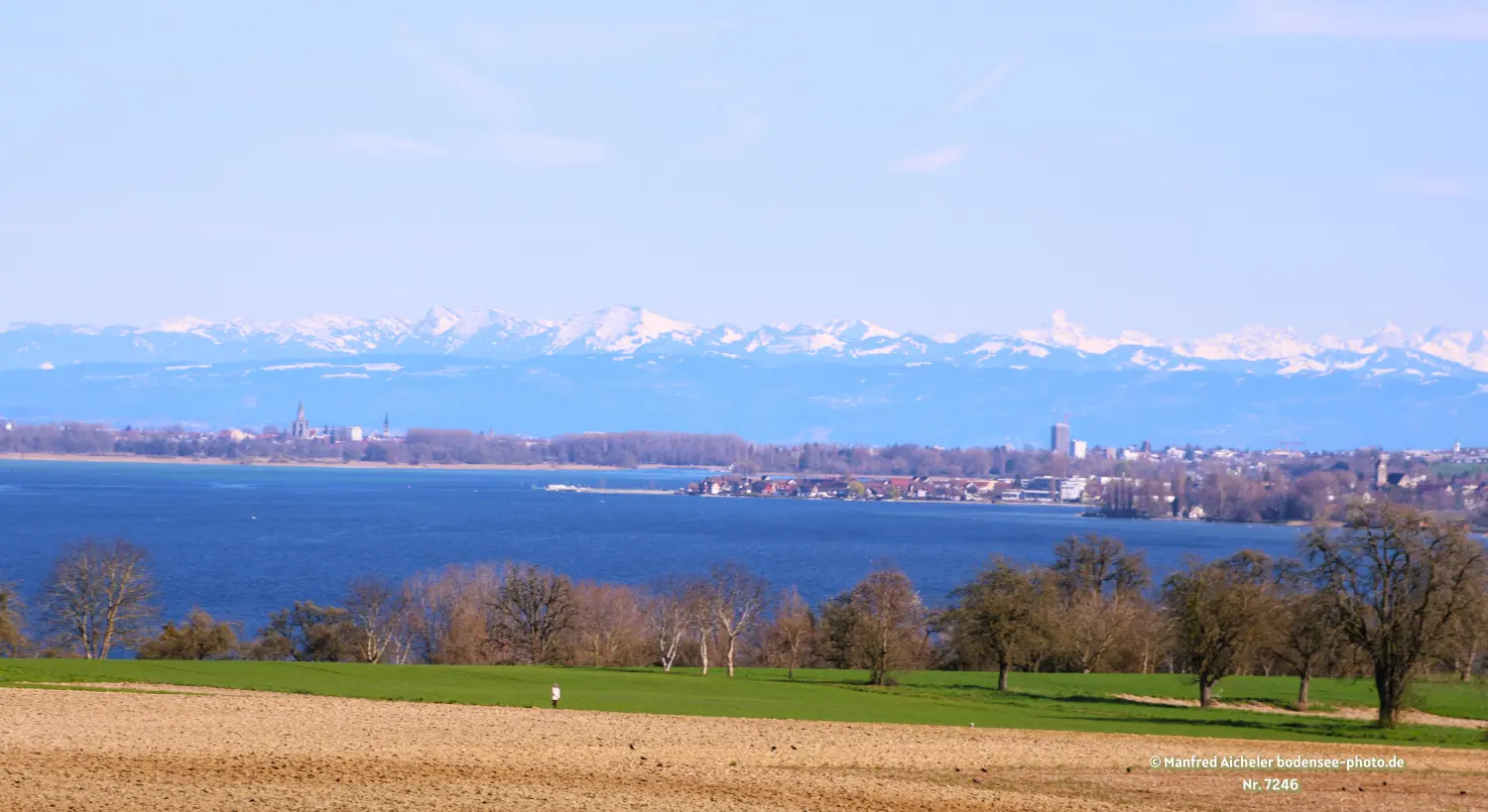 Naturfotografie - Manfred Aicheler - Bodensee -  Rheinsee-Seerhein
