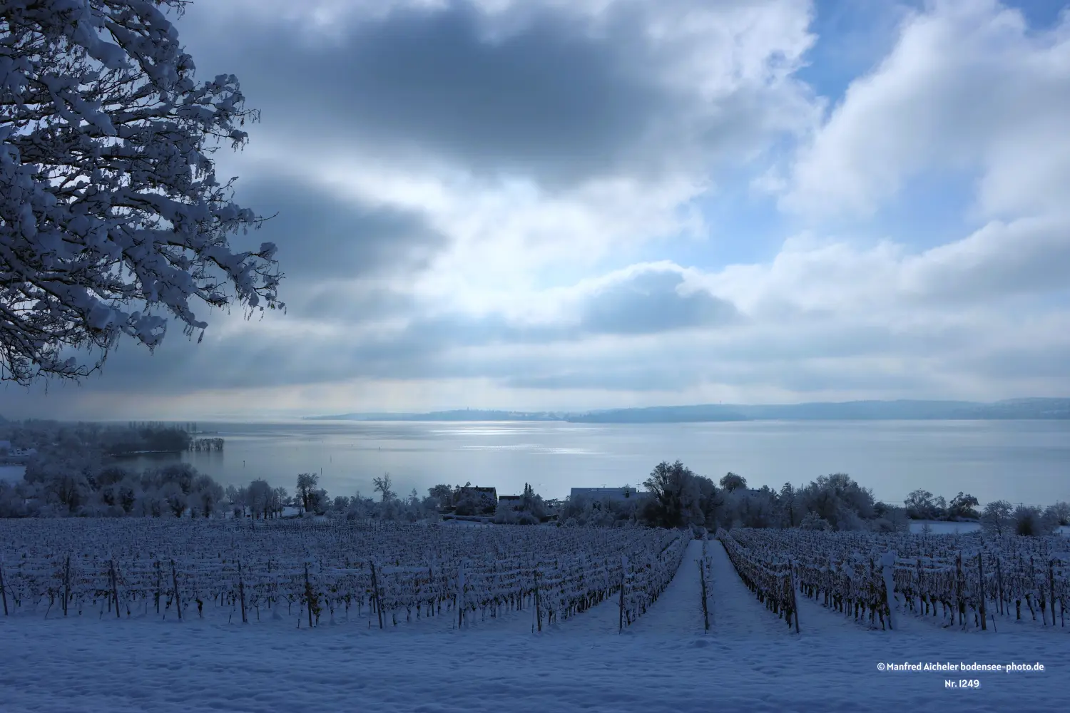 Naturfotografie - Manfred Aicheler - Bodensee -  Überlingersee