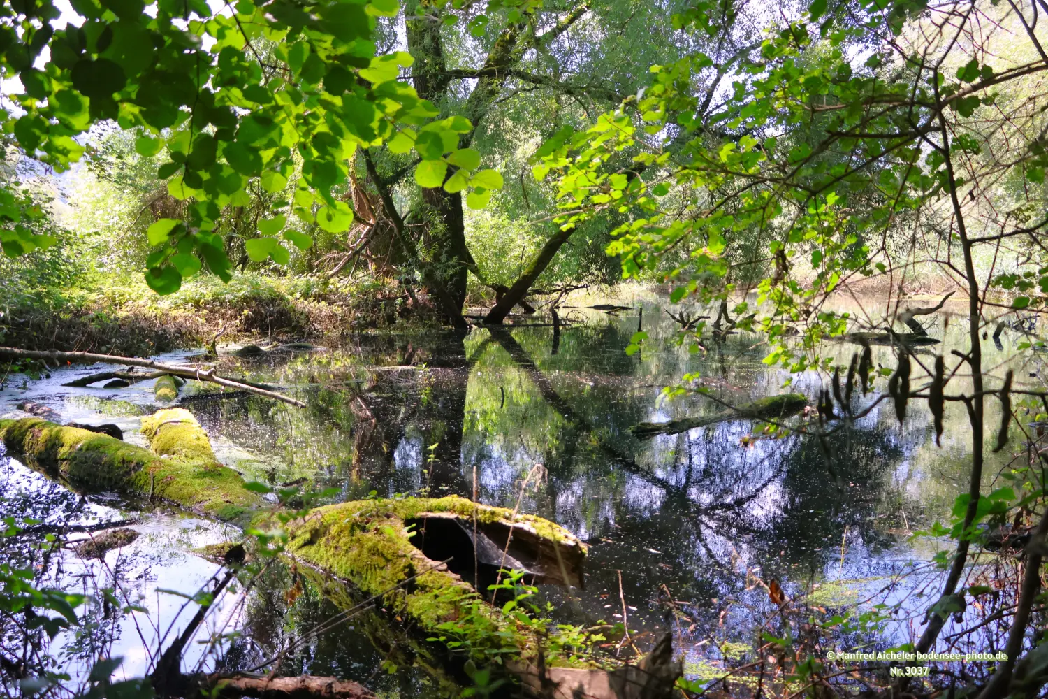 Naturfotografie - Manfred Aicheler - Bodensee -  Überlingersee