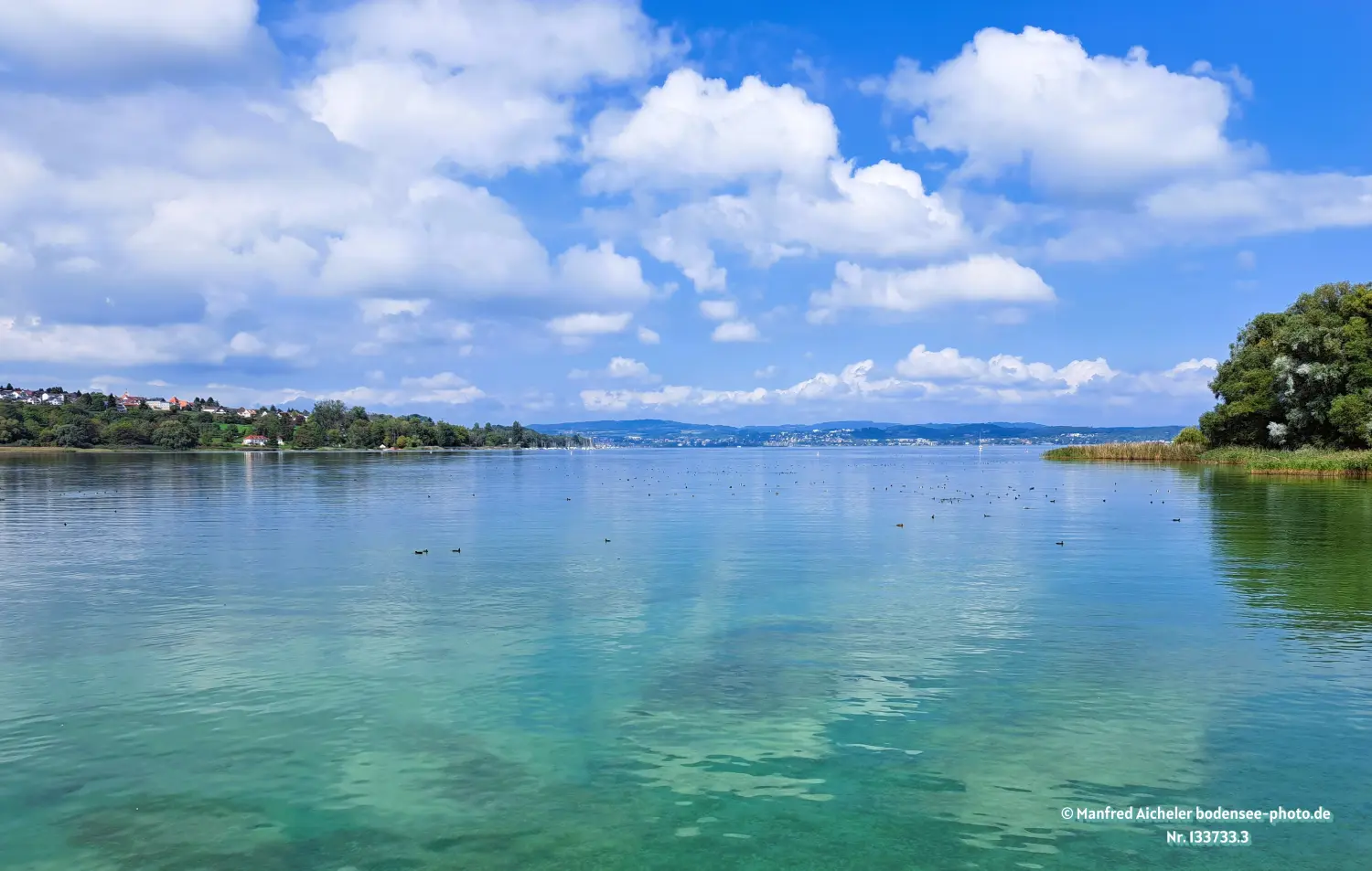 Naturfotografie - Manfred Aicheler - Bodensee -  Überlingersee