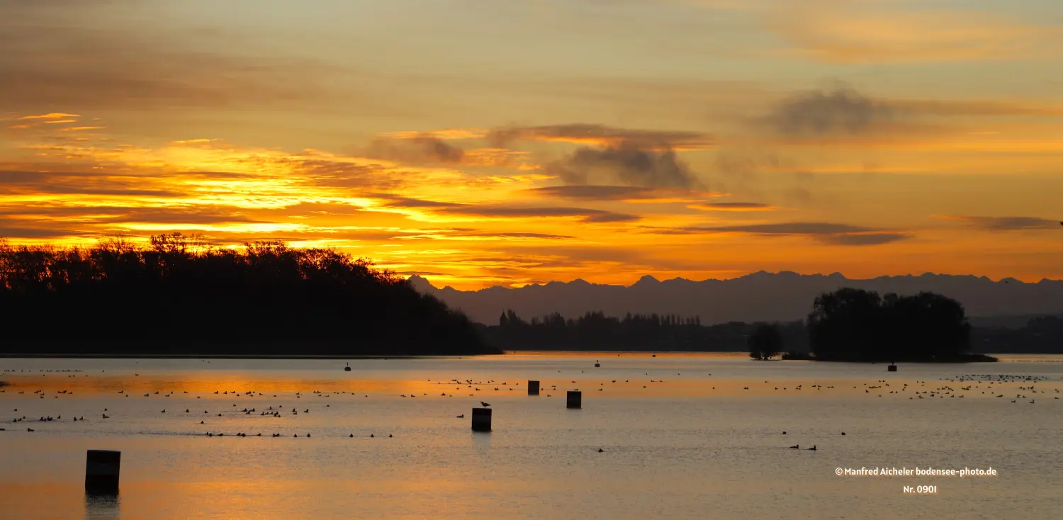 Naturfotografie - Manfred Aicheler - Bodensee -   Untersee