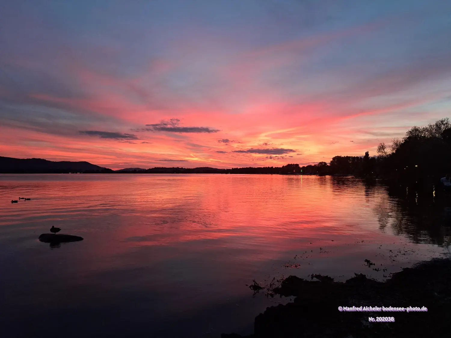 Naturfotografie - Manfred Aicheler - Bodensee -   Untersee