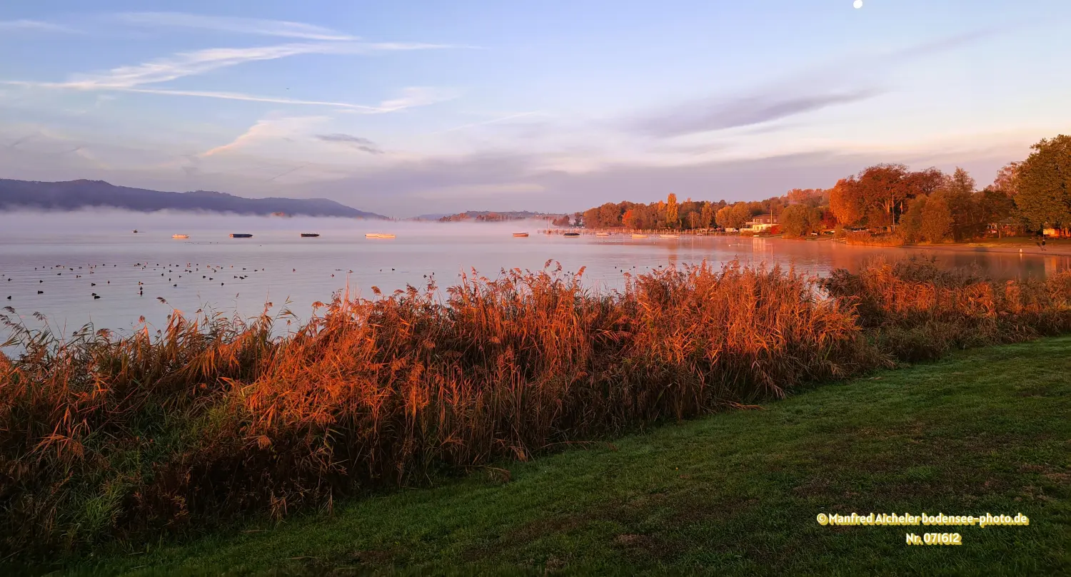 Naturfotografie - Manfred Aicheler - Bodensee -   Untersee