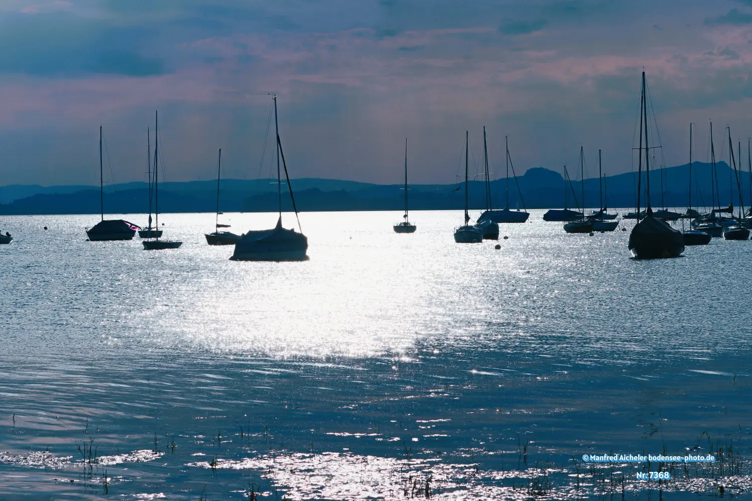 Naturfotografie - Manfred Aicheler - Bodensee -   Untersee