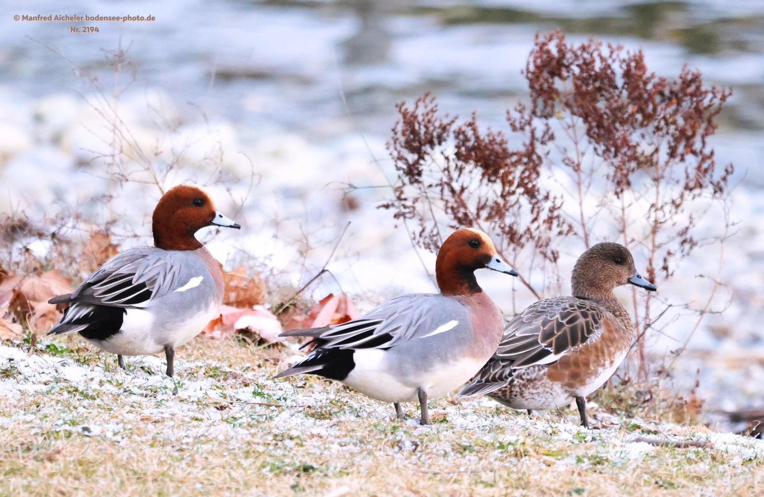 Naturfotografie - Manfred Aicheler -  Wasser- und Feuchtgebiete - Höhepunkte der Vögel
