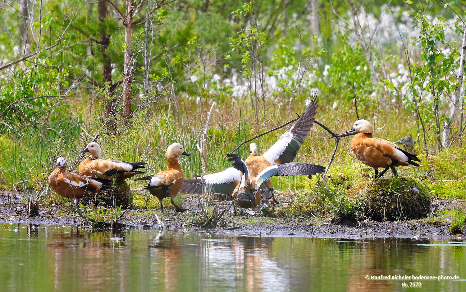 Naturfotografie - Manfred Aicheler -  Wasser- und Feuchtgebiete - Höhepunkte der Vögel