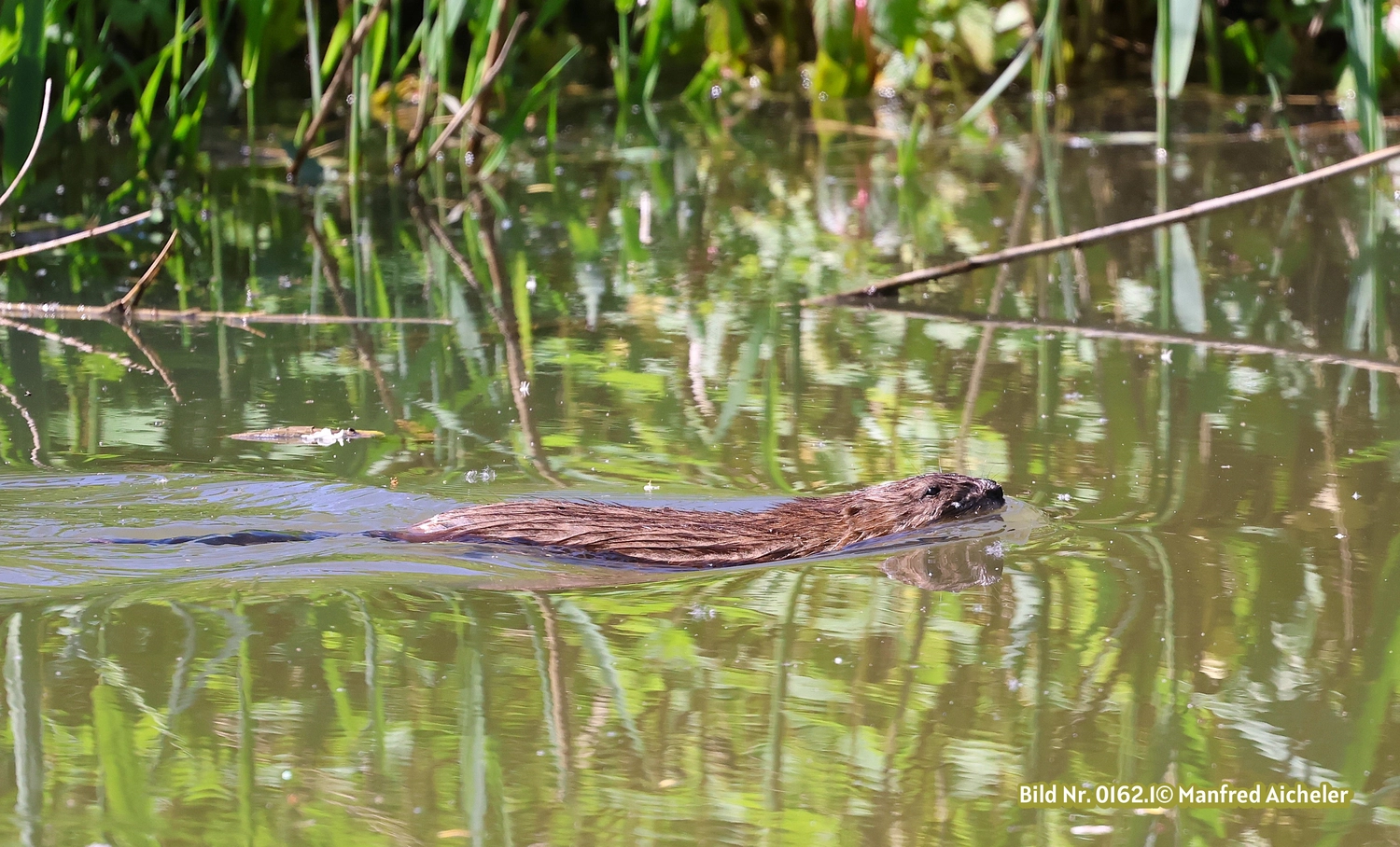 Naturfotografie - Manfred Aicheler - Flügel, Fell und Facetten