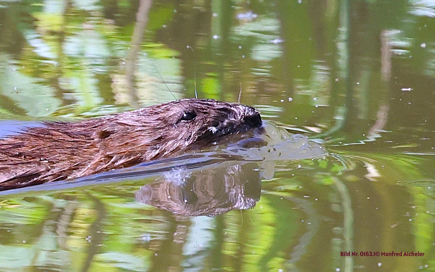 Naturfotografie - Manfred Aicheler - Flügel, Fell und Facetten