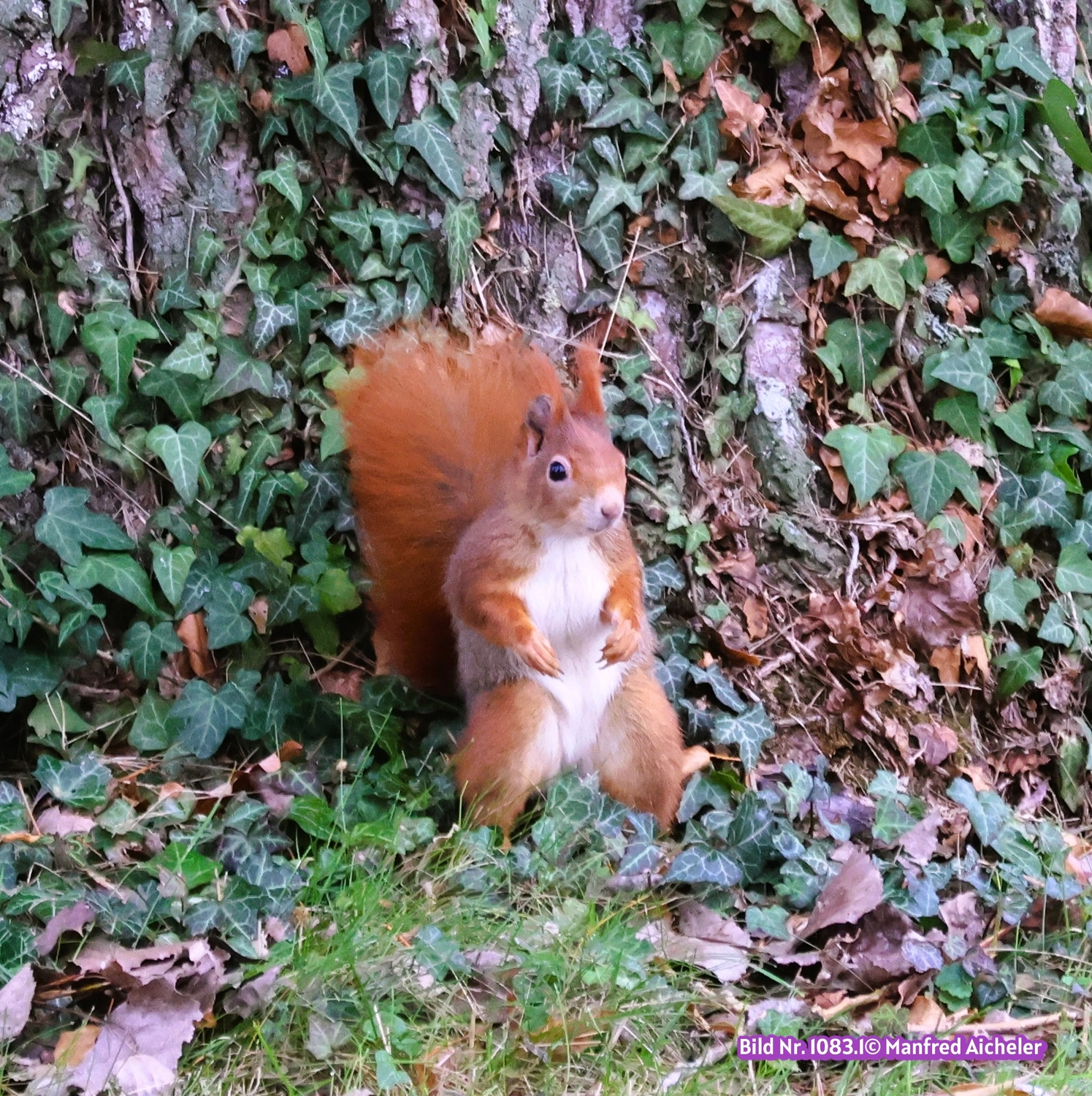Naturfotografie - Manfred Aicheler - Flügel, Fell und Facetten