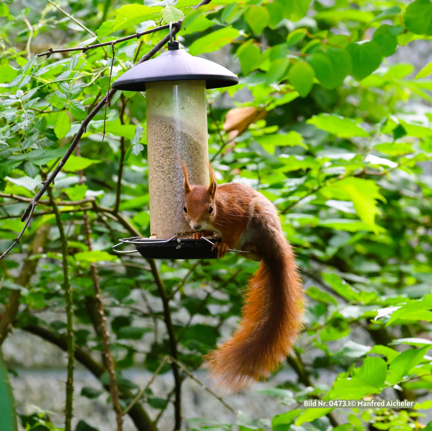 Naturfotografie - Manfred Aicheler - Flügel, Fell und Facetten