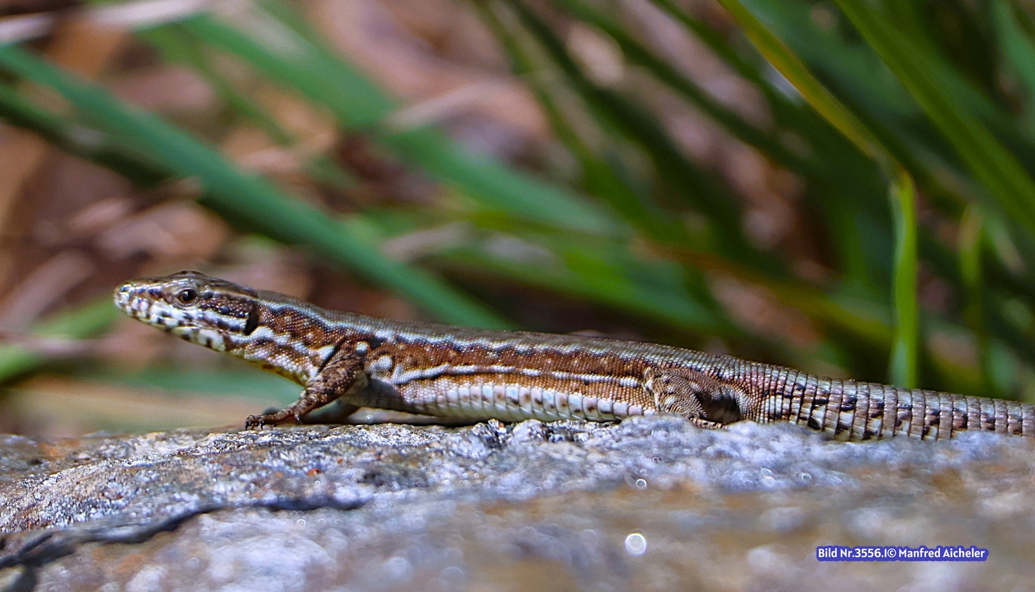 Naturfotografie - Manfred Aicheler - Flügel, Fell und Facetten