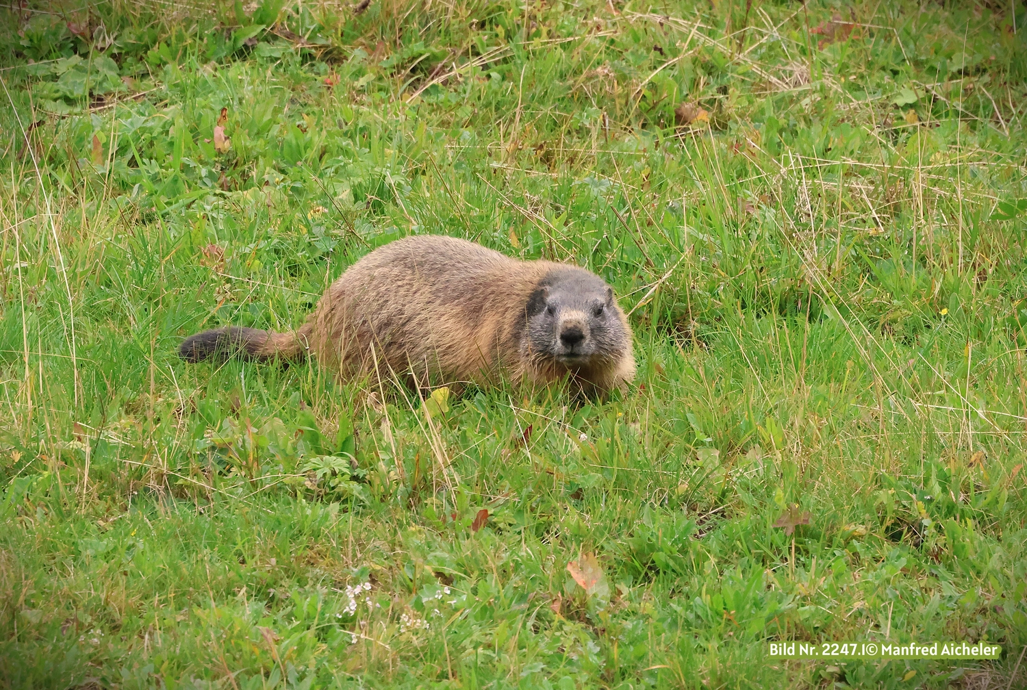 Naturfotografie - Manfred Aicheler - Flügel, Fell und Facetten