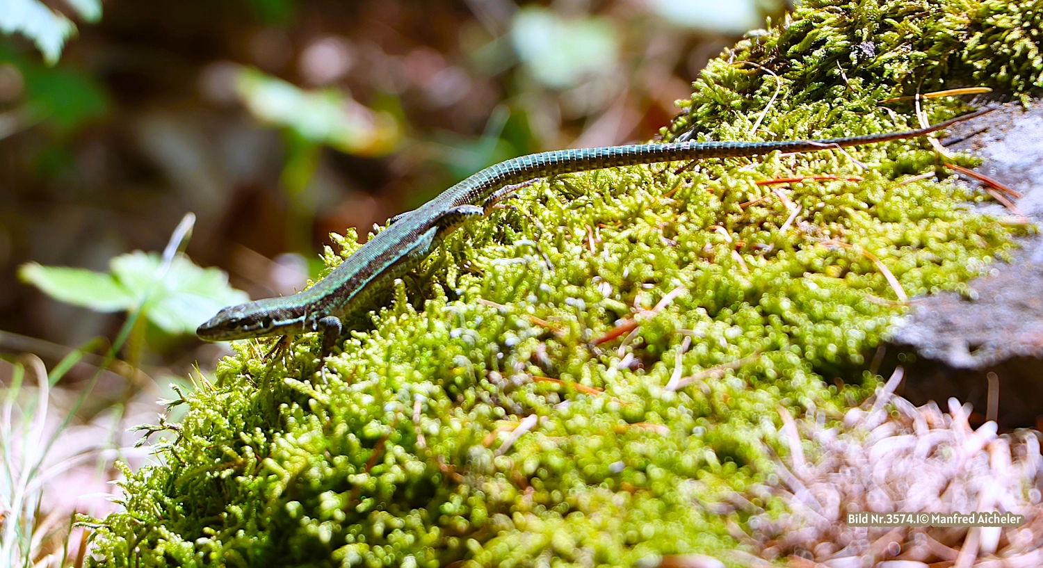 Naturfotografie - Manfred Aicheler - Flügel, Fell und Facetten