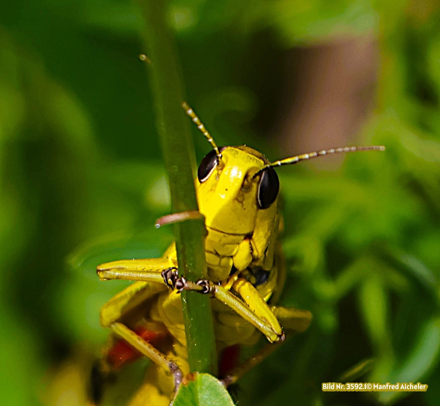 Naturfotografie - Manfred Aicheler - Flügel, Fell und Facetten
