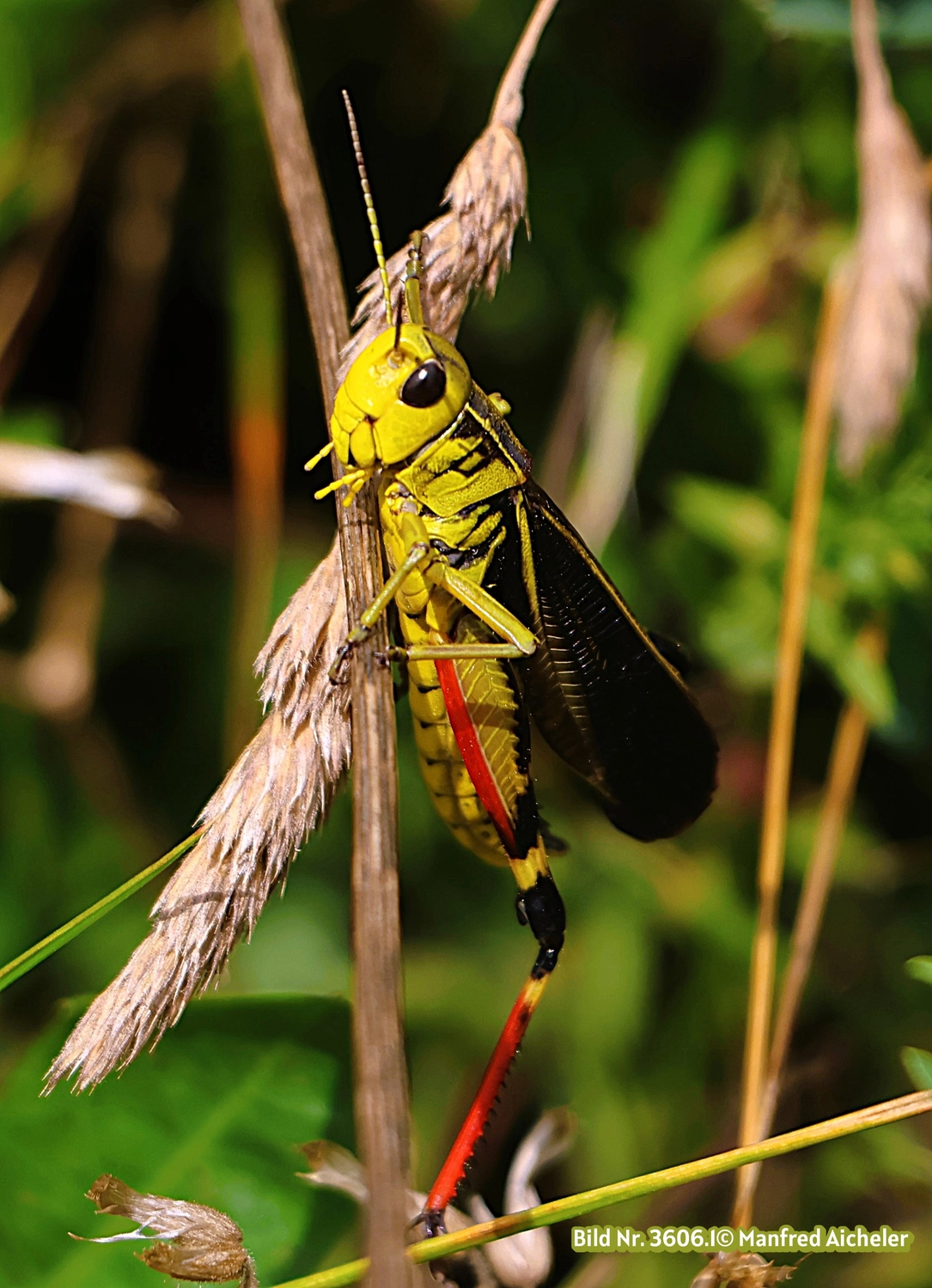 Naturfotografie - Manfred Aicheler - Flügel, Fell und Facetten