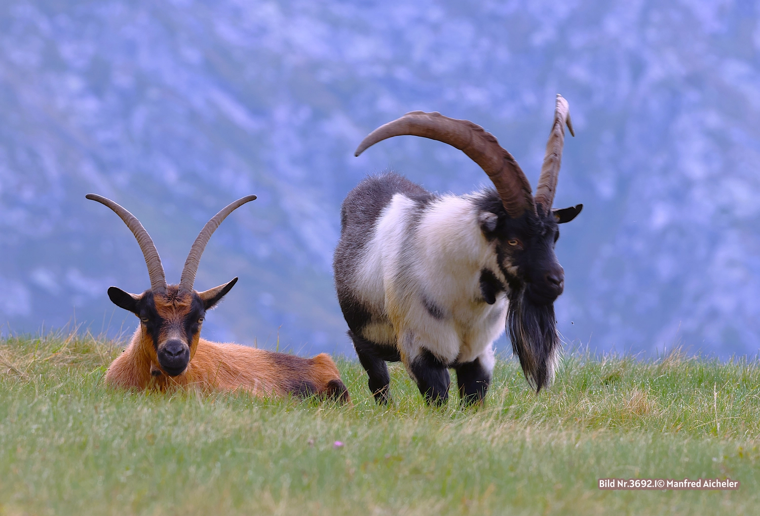 Naturfotografie - Manfred Aicheler - Flügel, Fell und Facetten