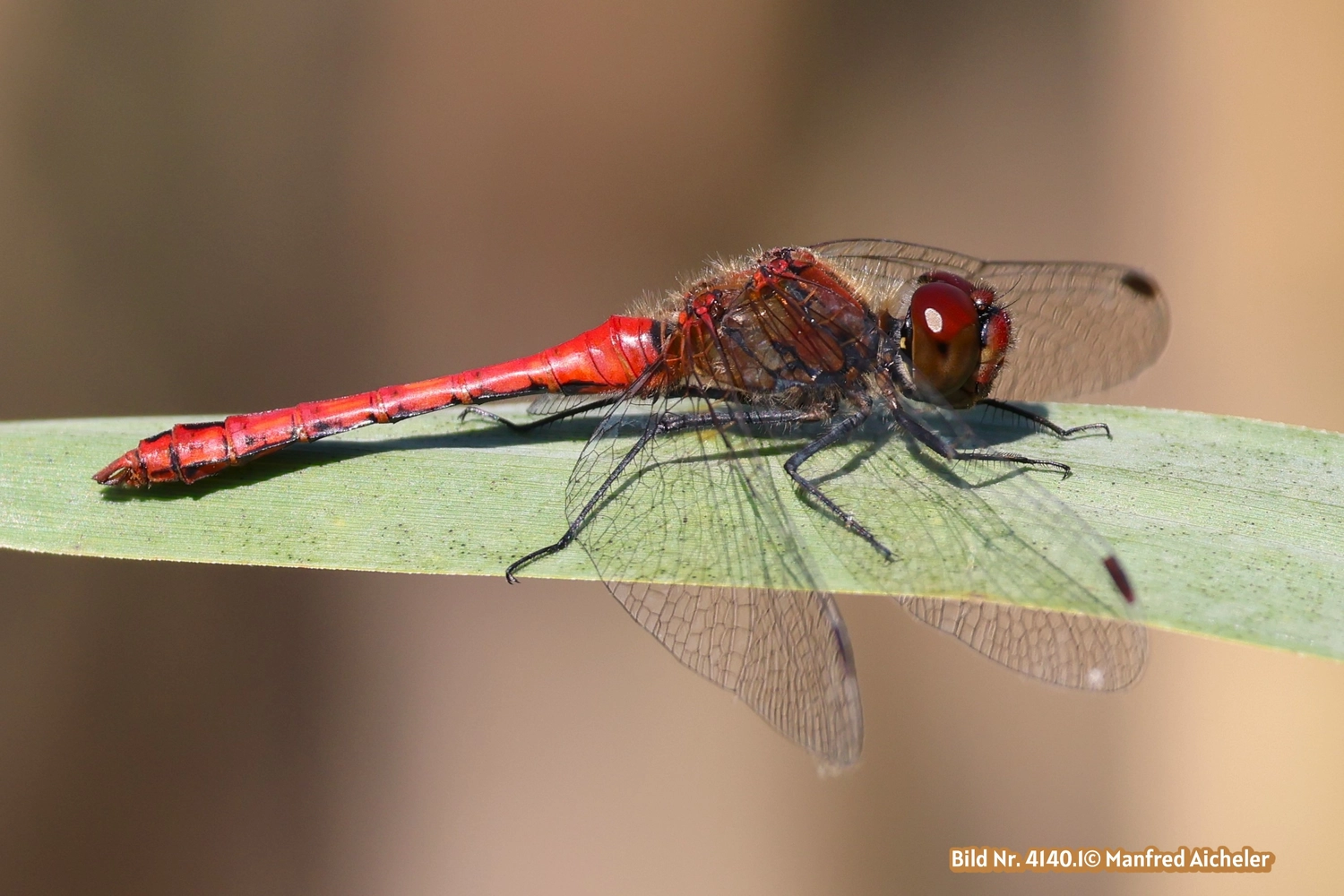 Naturfotografie - Manfred Aicheler - Flügel, Fell und Facetten
