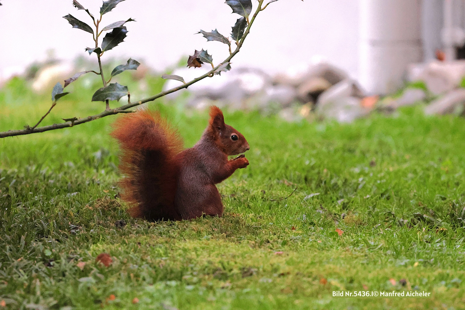 Naturfotografie - Manfred Aicheler - Flügel, Fell und Facetten