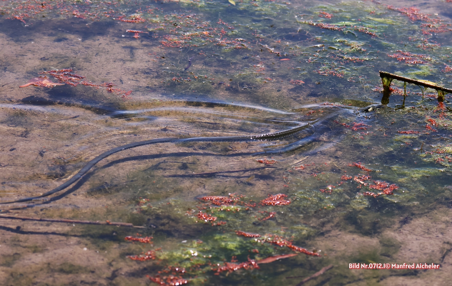 Naturfotografie - Manfred Aicheler - Flügel, Fell und Facetten