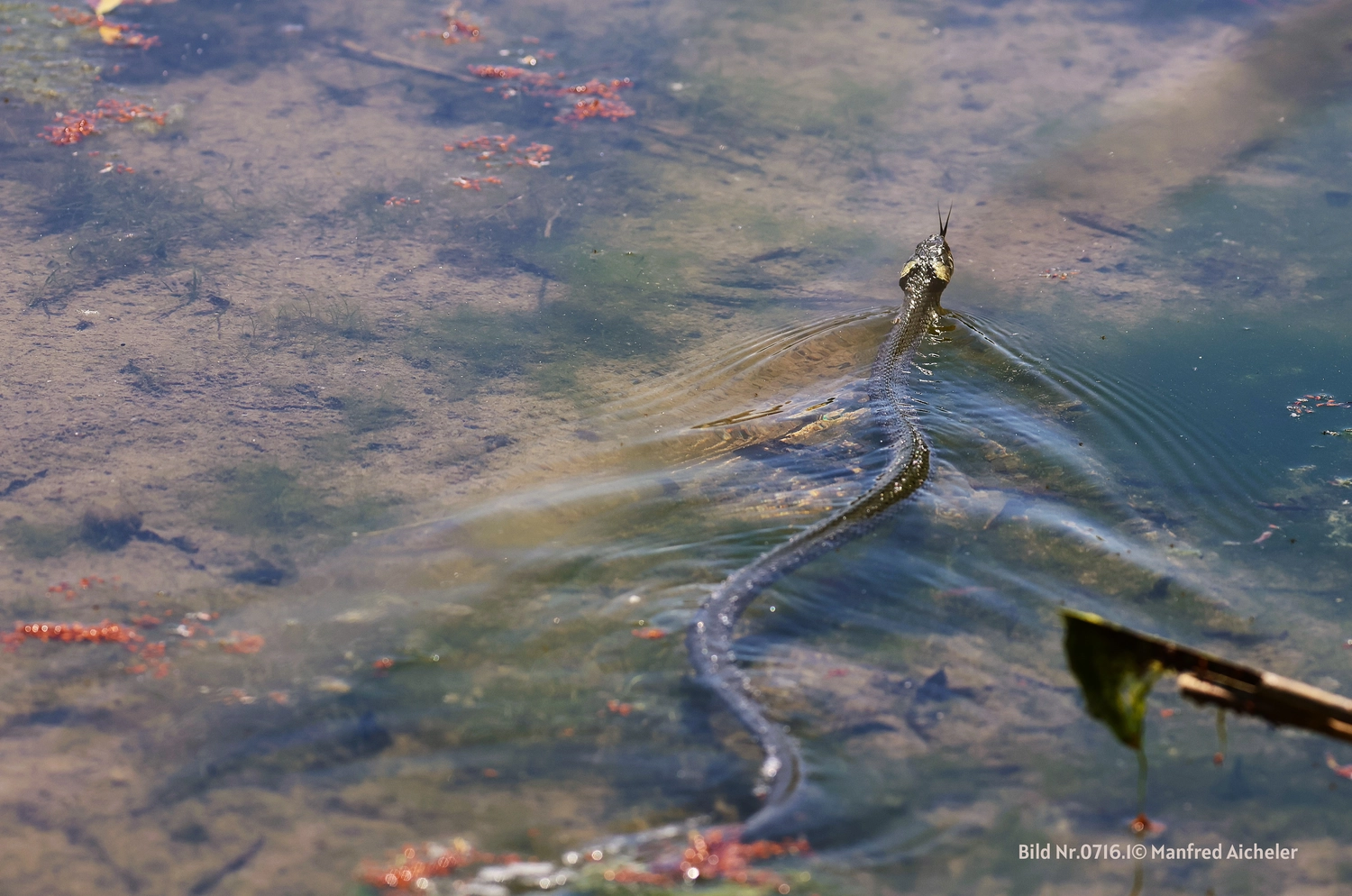 Naturfotografie - Manfred Aicheler - Flügel, Fell und Facetten