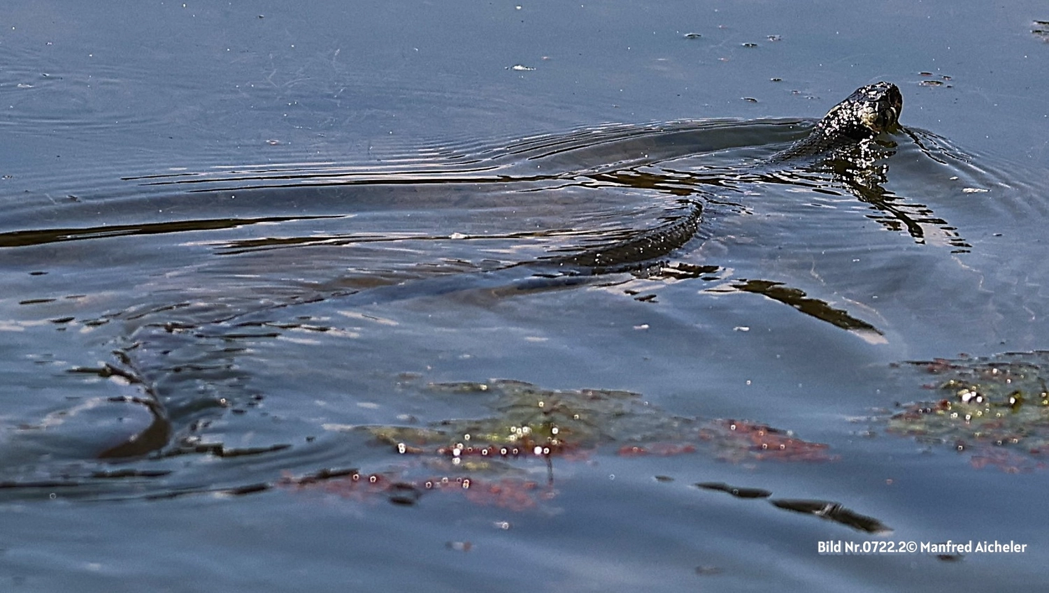 Naturfotografie - Manfred Aicheler - Flügel, Fell und Facetten