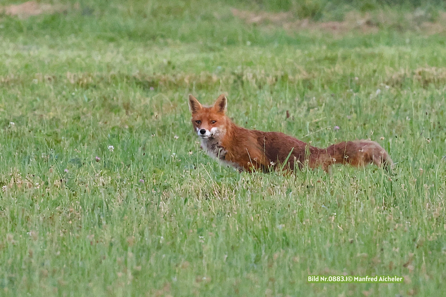 Naturfotografie - Manfred Aicheler - Flügel, Fell und Facetten