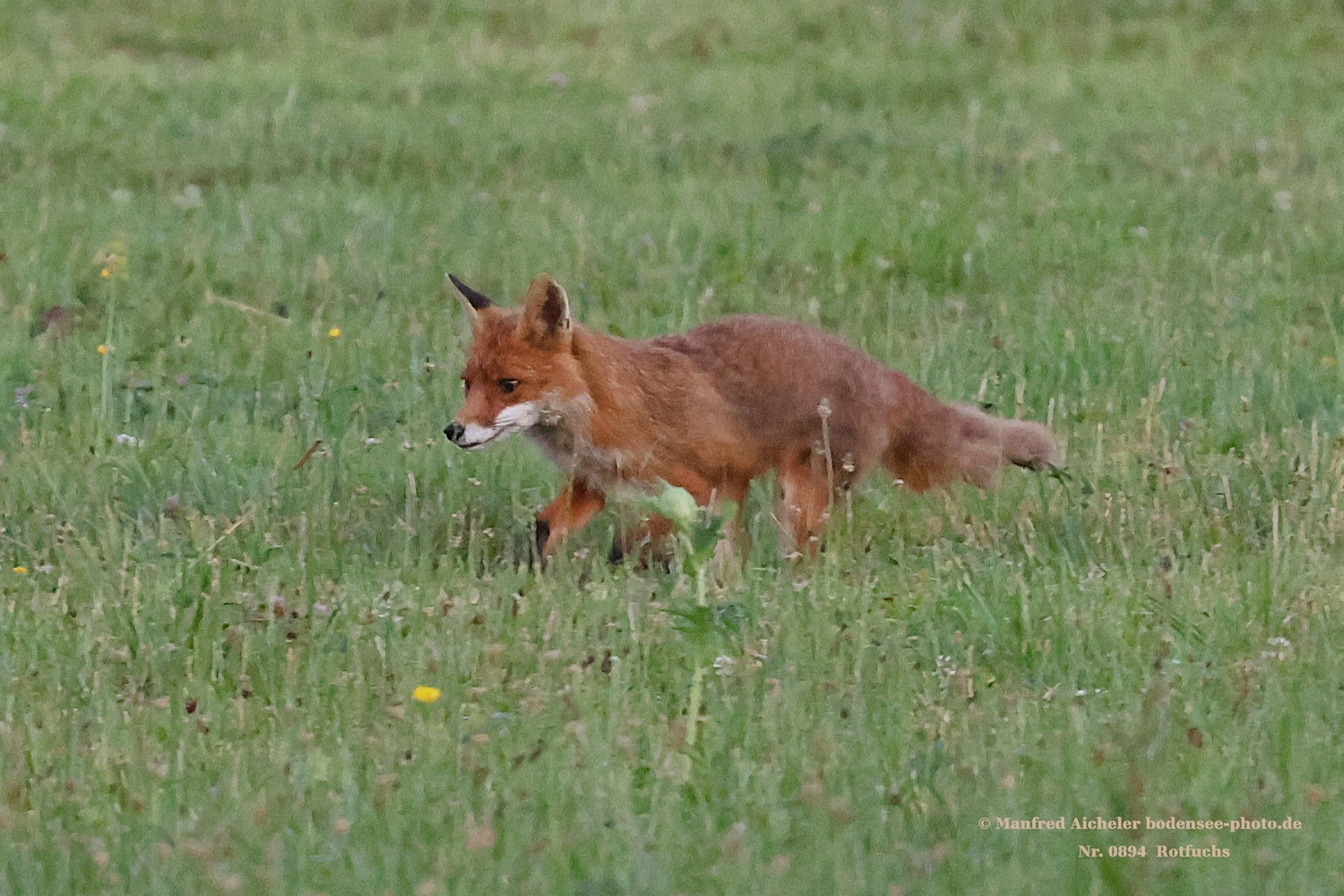 Naturfotografie - Manfred Aicheler - Flügel, Fell und Facetten