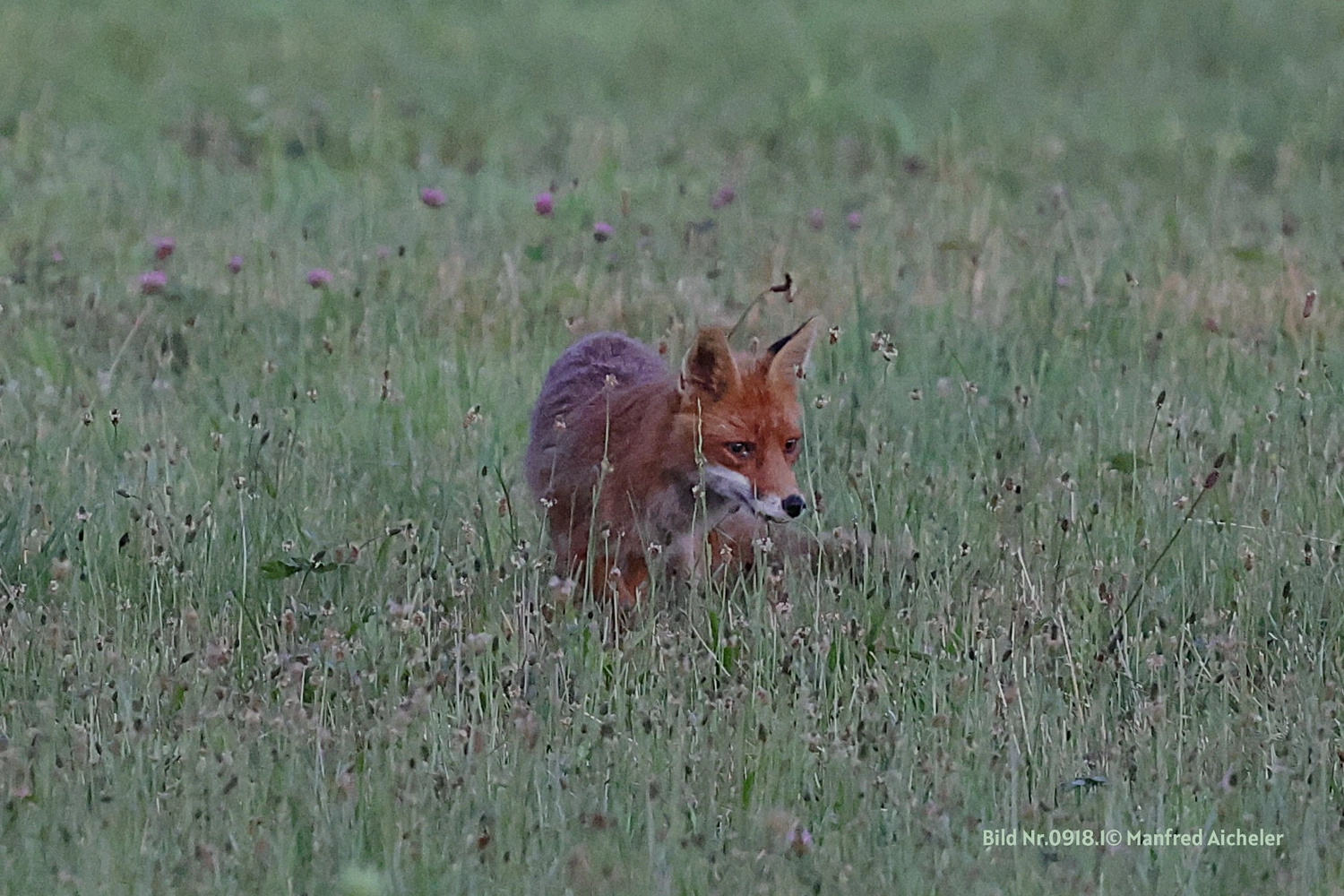 Naturfotografie - Manfred Aicheler - Flügel, Fell und Facetten