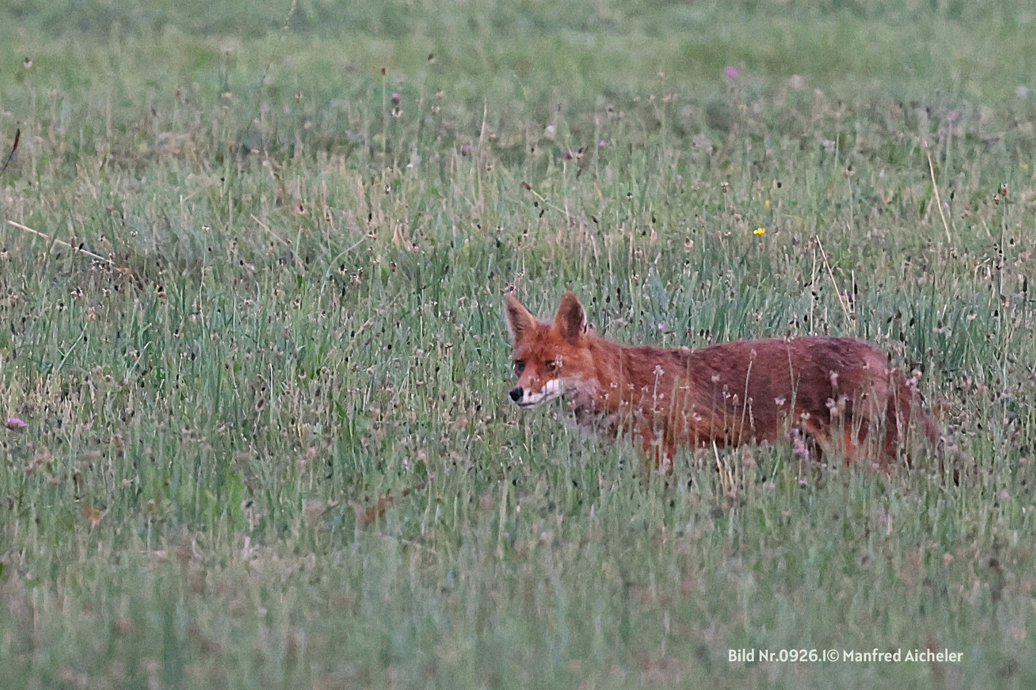 Naturfotografie - Manfred Aicheler - Flügel, Fell und Facetten