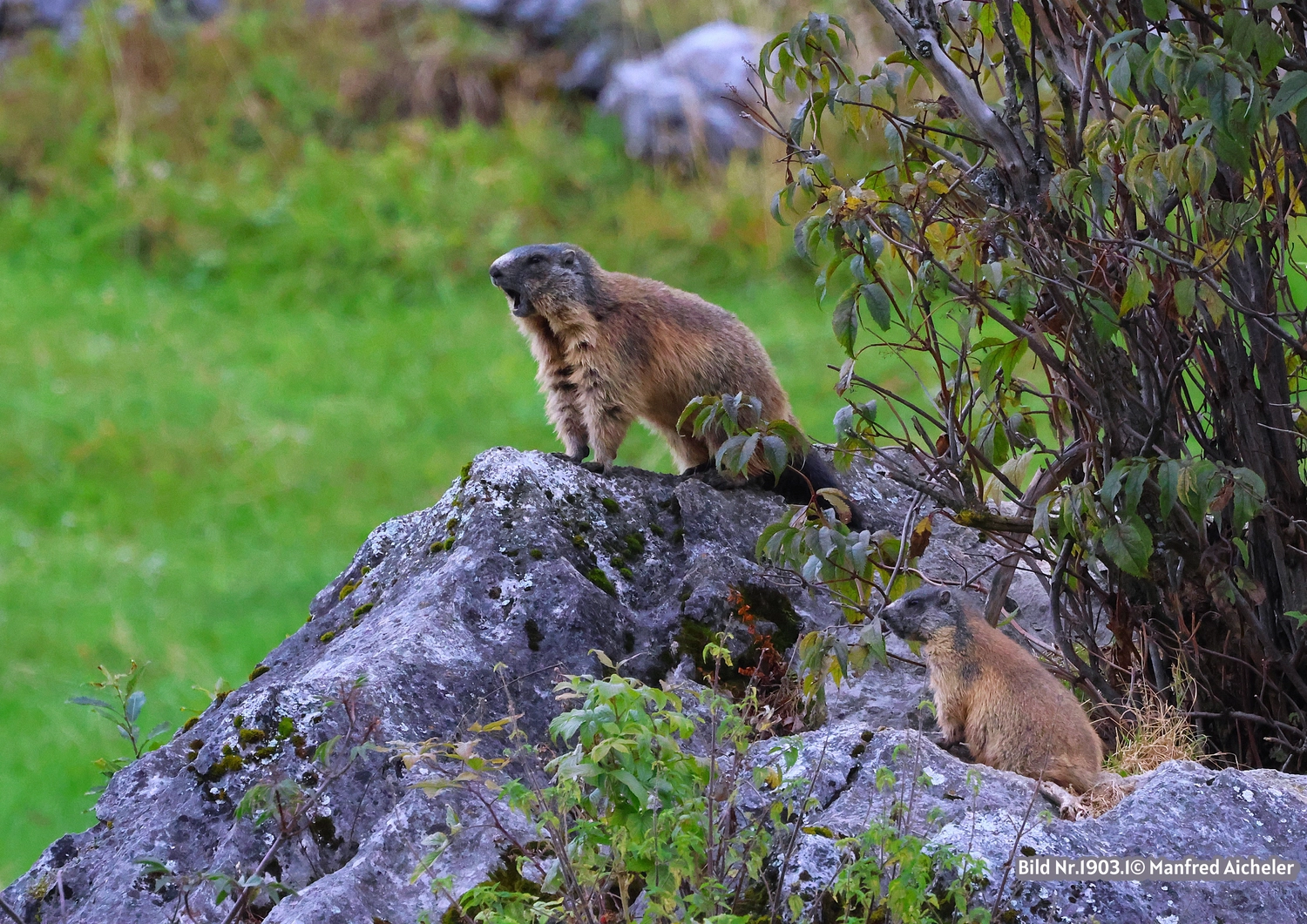 Naturfotografie - Manfred Aicheler - Flügel, Fell und Facetten