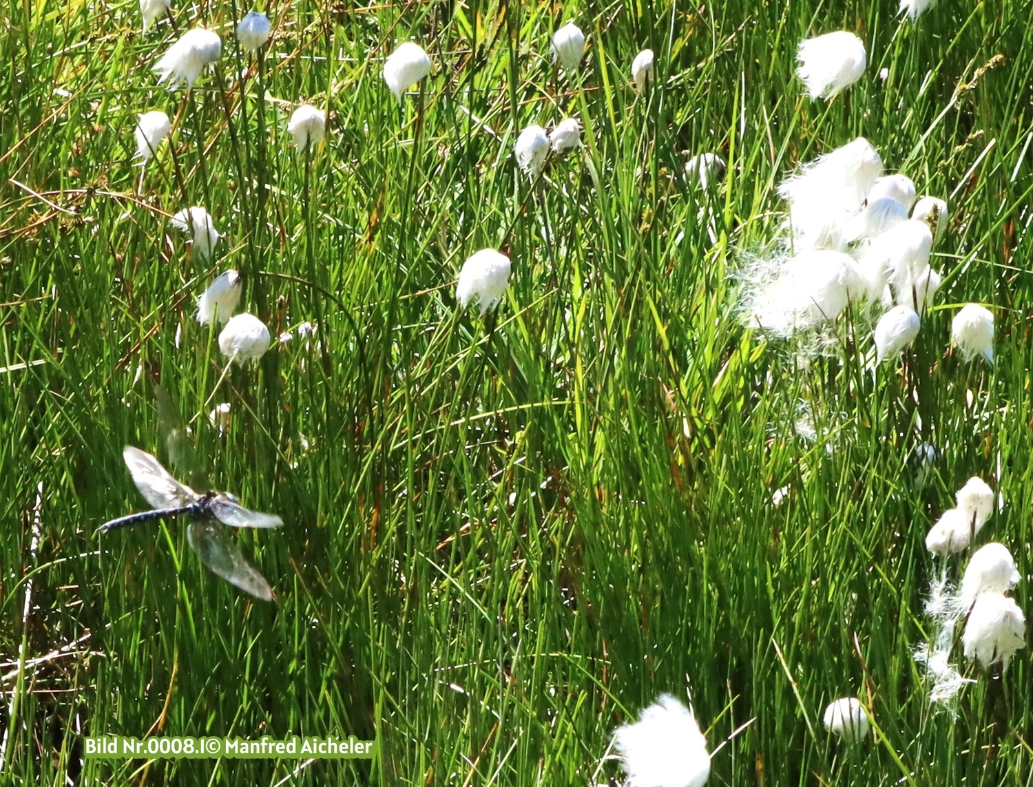 Naturfotografie - Manfred Aicheler - Flügel, Fell und Facetten