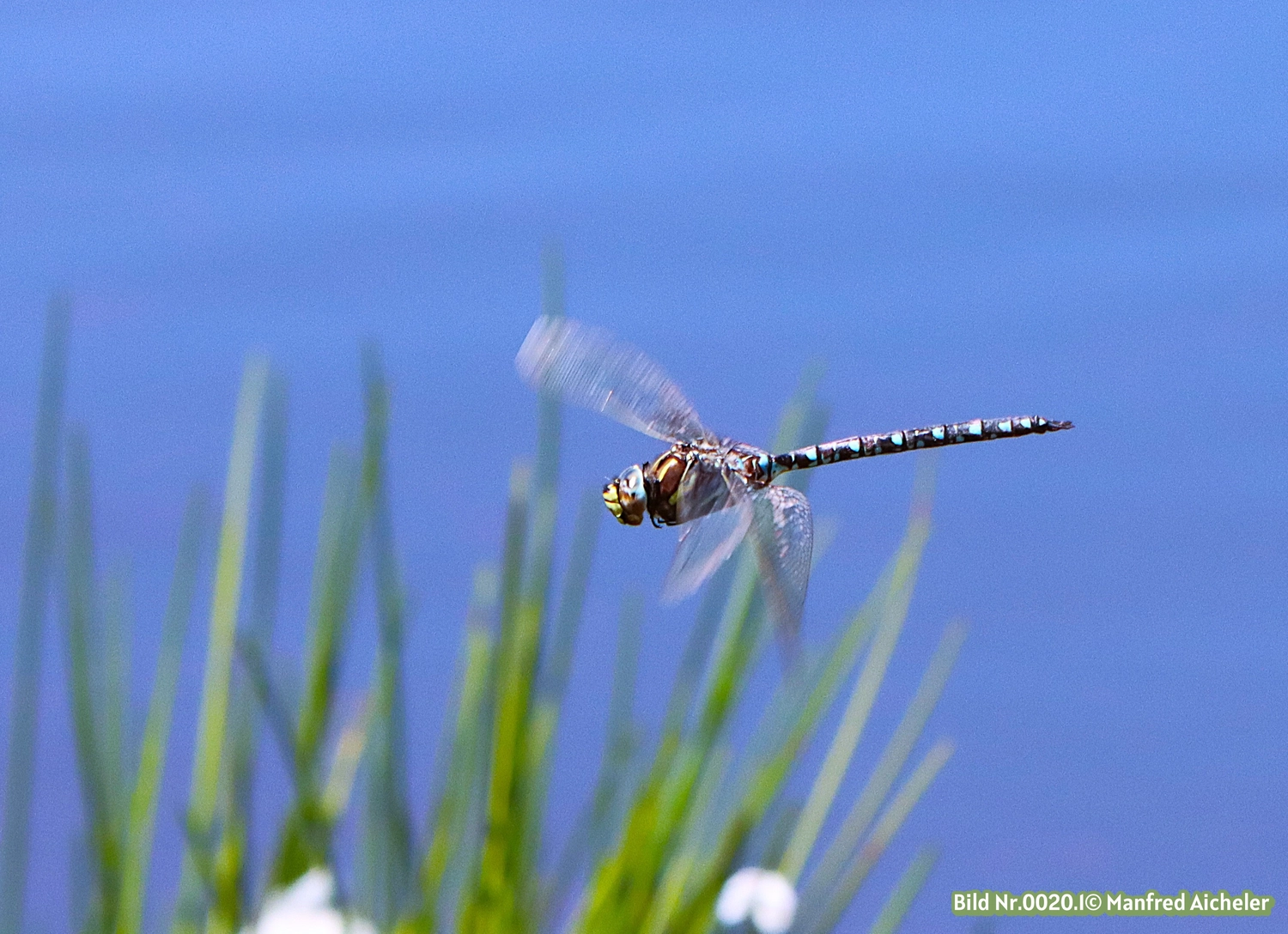 Naturfotografie - Manfred Aicheler - Flügel, Fell und Facetten