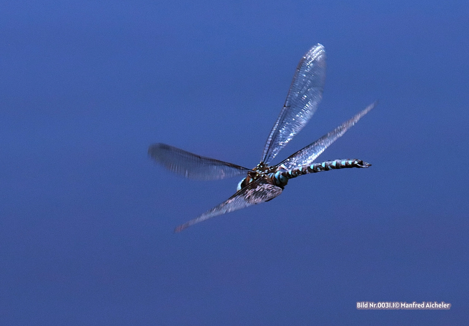 Naturfotografie - Manfred Aicheler - Flügel, Fell und Facetten