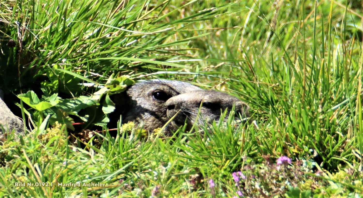 Naturfotografie - Manfred Aicheler - Flügel, Fell und Facetten