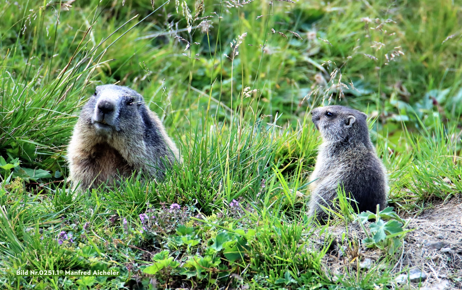 Naturfotografie - Manfred Aicheler - Flügel, Fell und Facetten