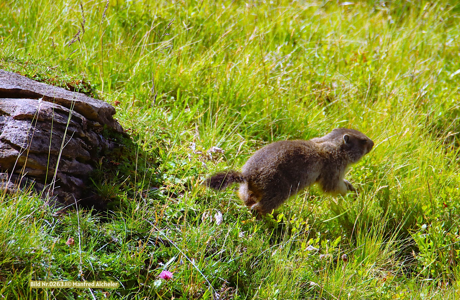 Naturfotografie - Manfred Aicheler - Flügel, Fell und Facetten