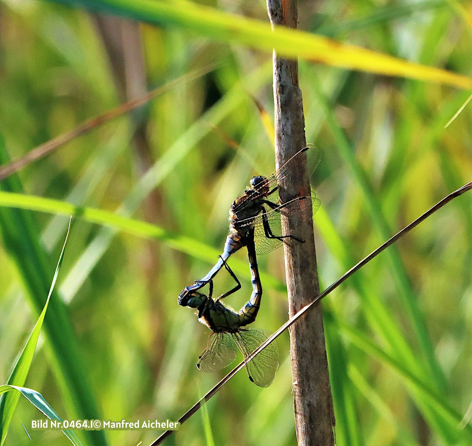 Naturfotografie - Manfred Aicheler - Flügel, Fell und Facetten