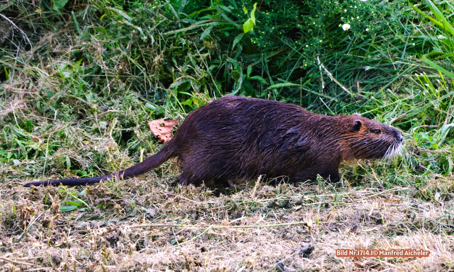 Naturfotografie - Manfred Aicheler - Flügel, Fell und Facetten