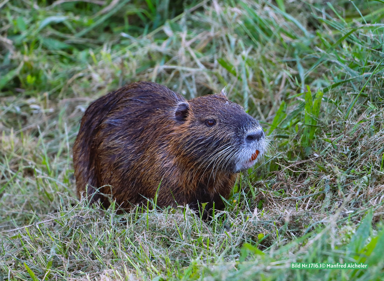 Naturfotografie - Manfred Aicheler - Flügel, Fell und Facetten