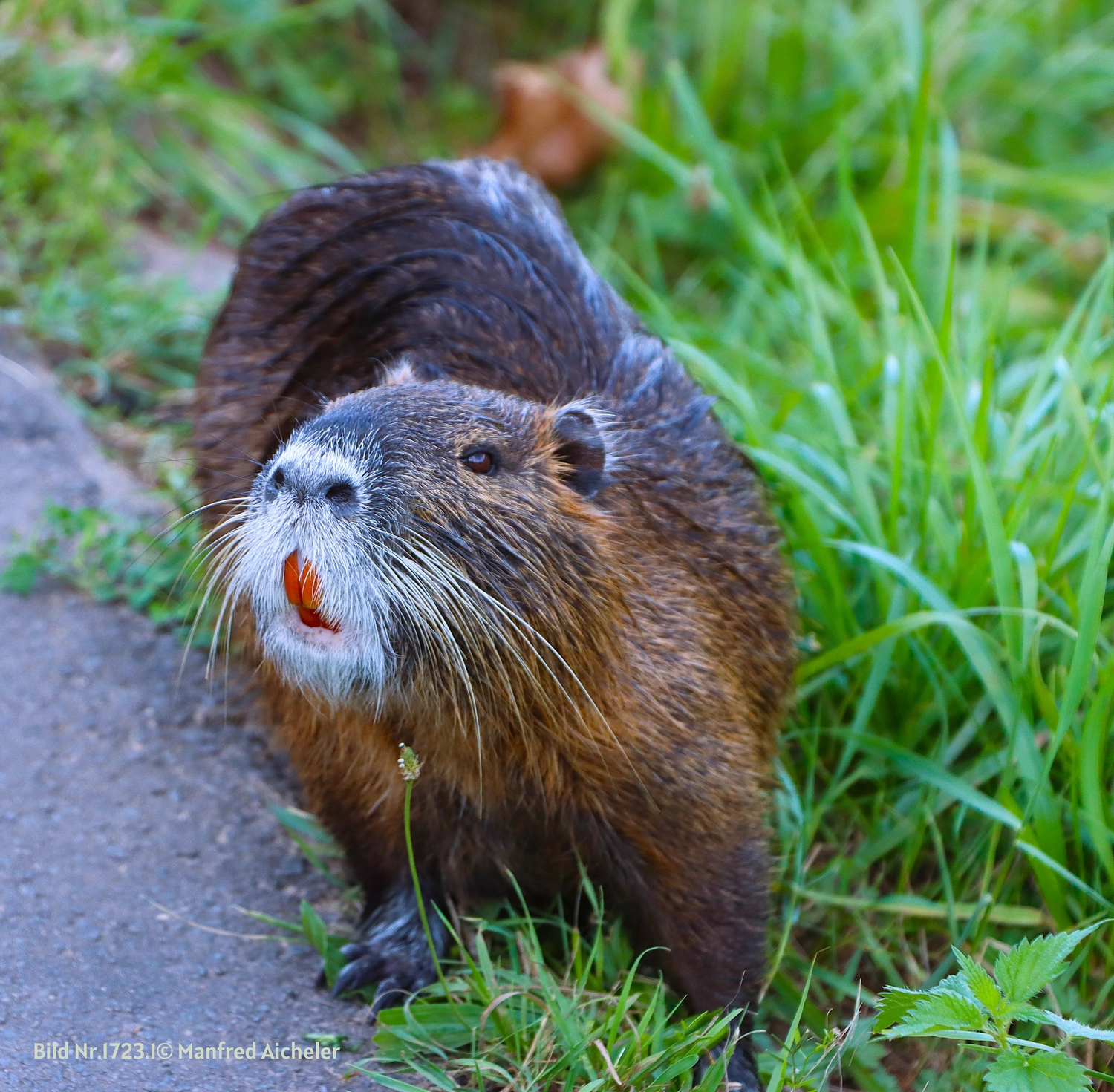 Naturfotografie - Manfred Aicheler - Flügel, Fell und Facetten