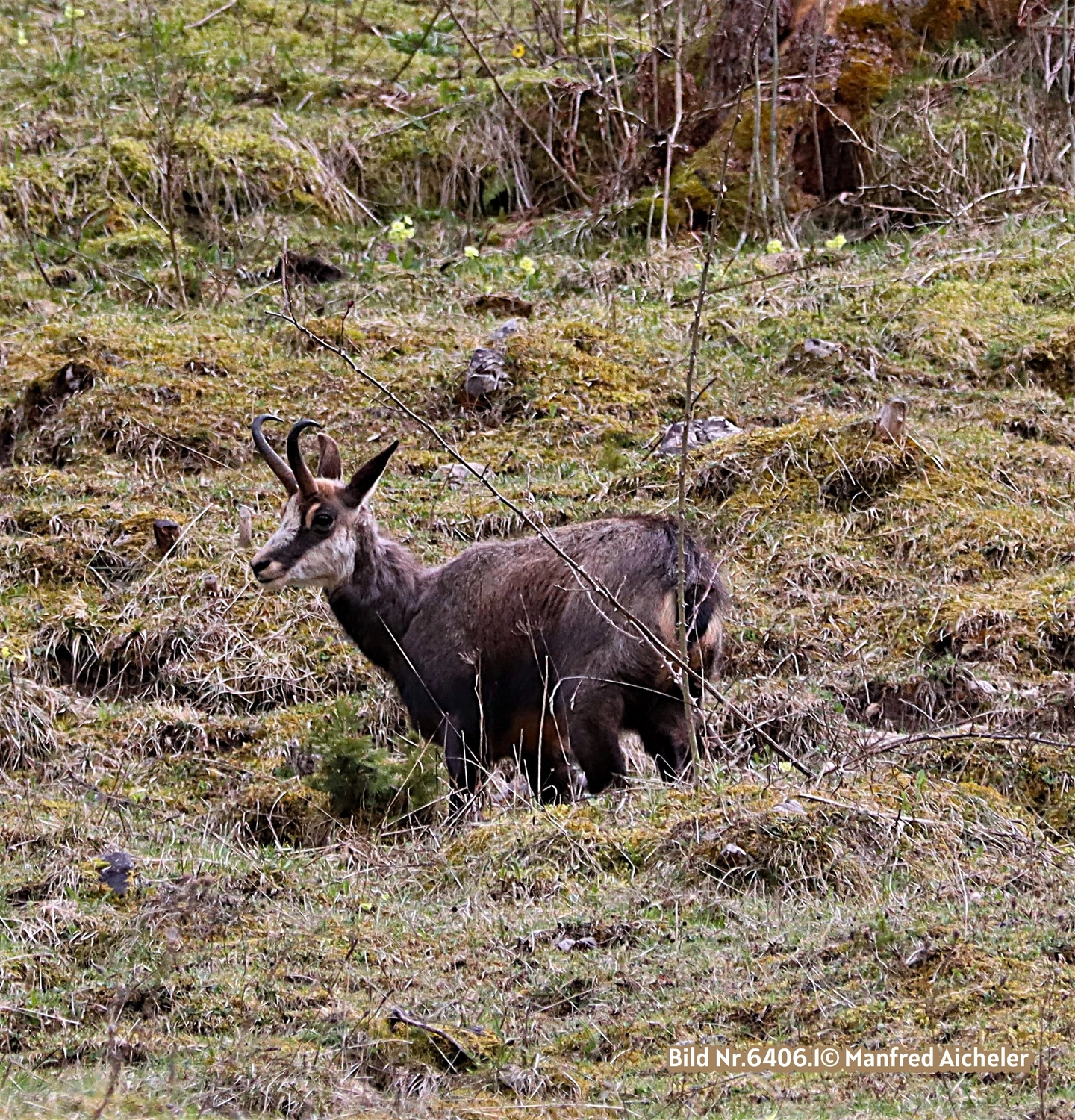 Naturfotografie - Manfred Aicheler - Flügel, Fell und Facetten