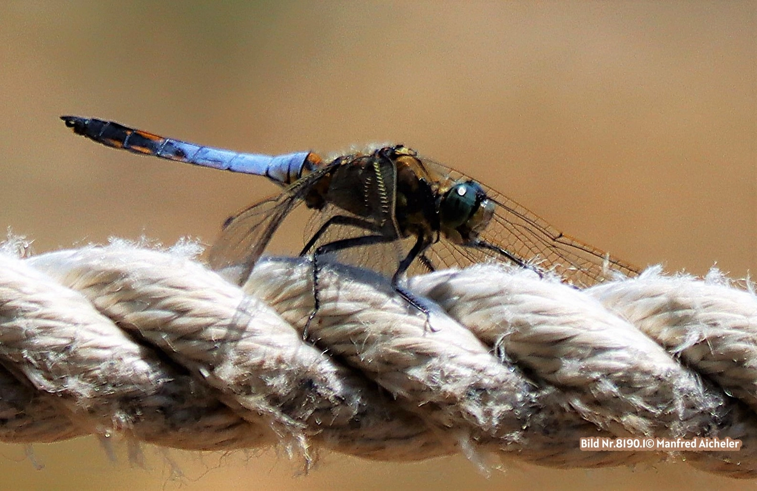 Naturfotografie - Manfred Aicheler - Flügel, Fell und Facetten